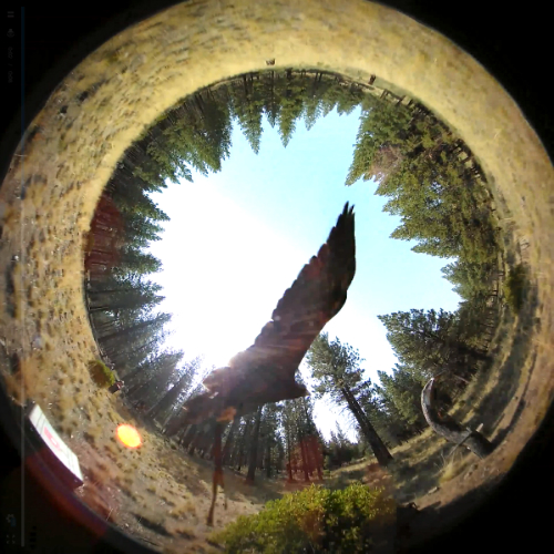 A fisheye view shows an eagle flying overhead in a forest clearing, framed by tall trees and a bright sky.