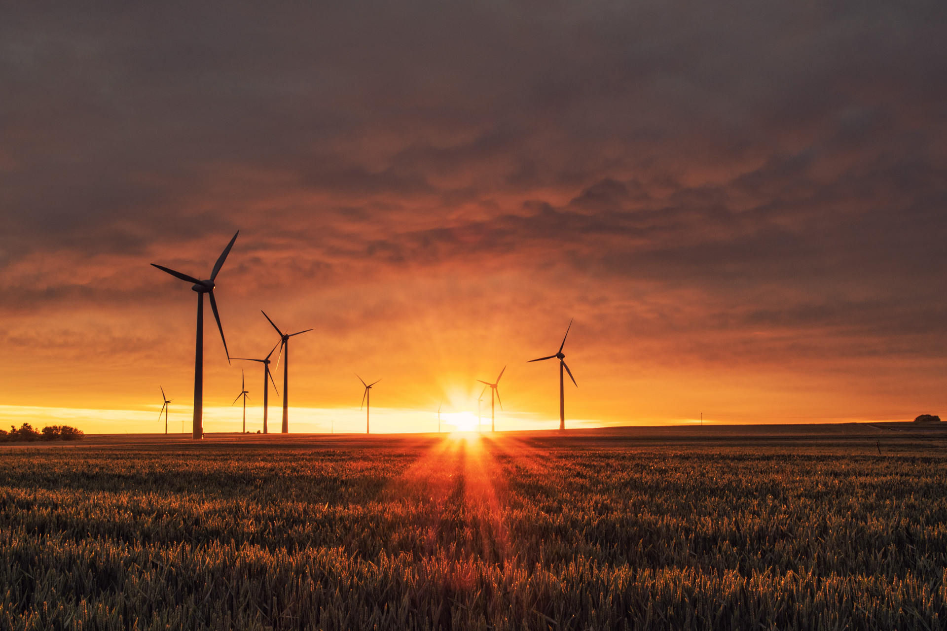 Windmills in a grassy field during a golden sunset.