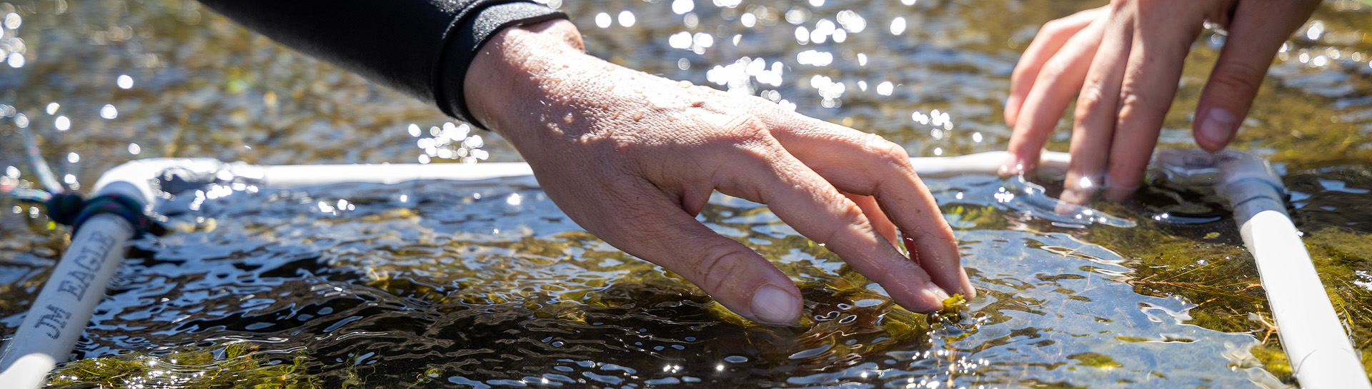 Two hands examining plants in shallow water.