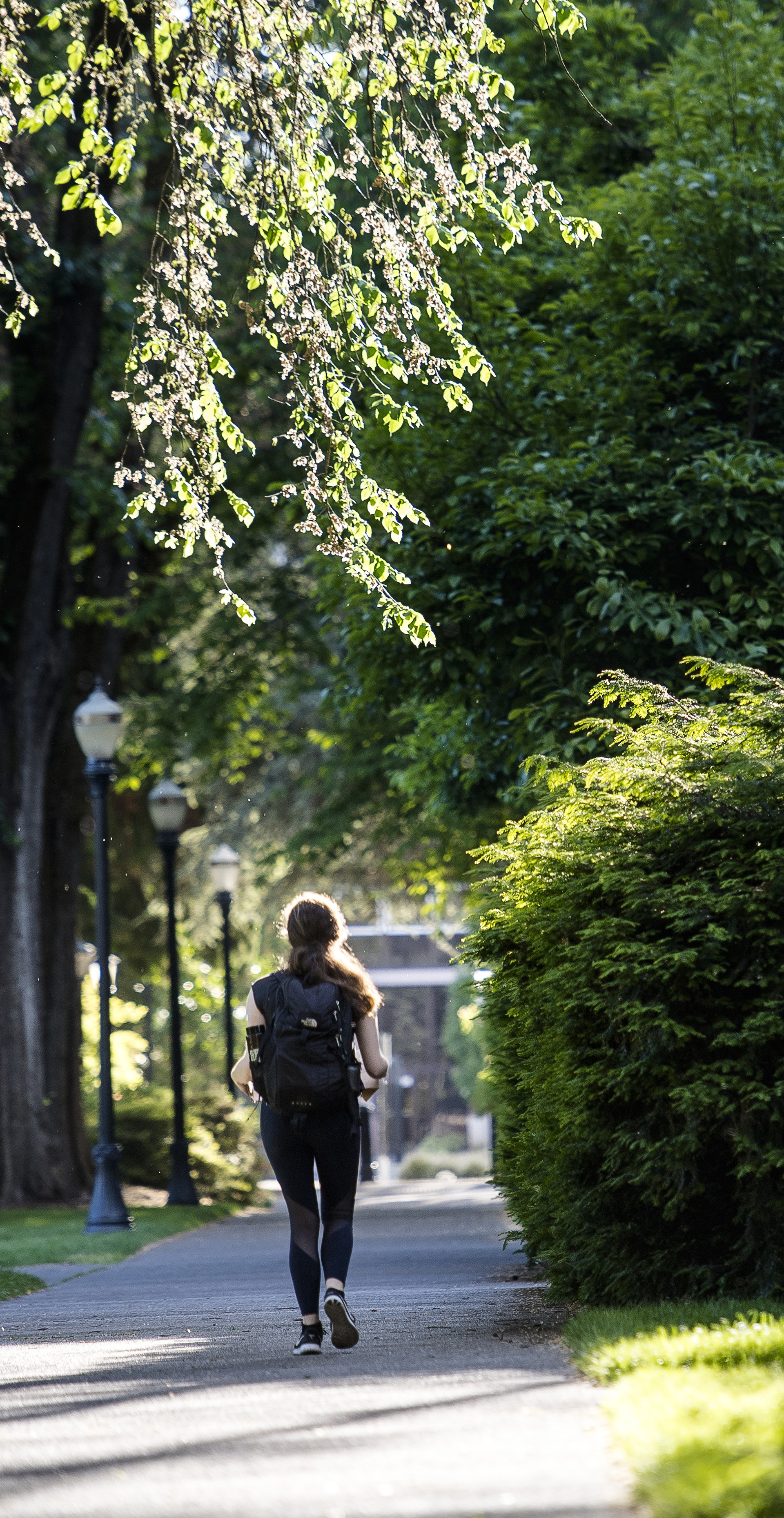 A student walking on a lush pathway.