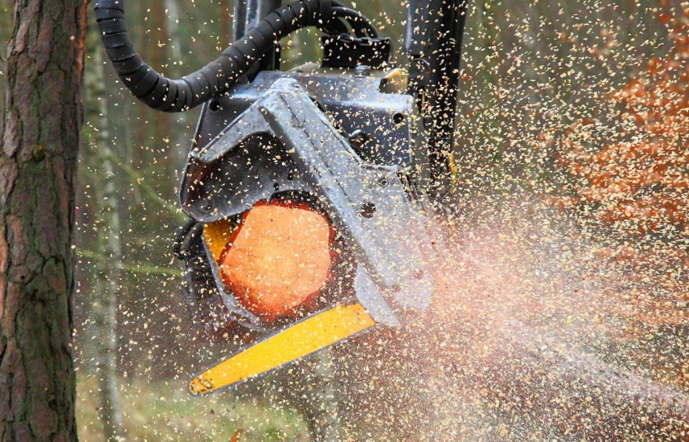 A chainsaw sawing a tree.
