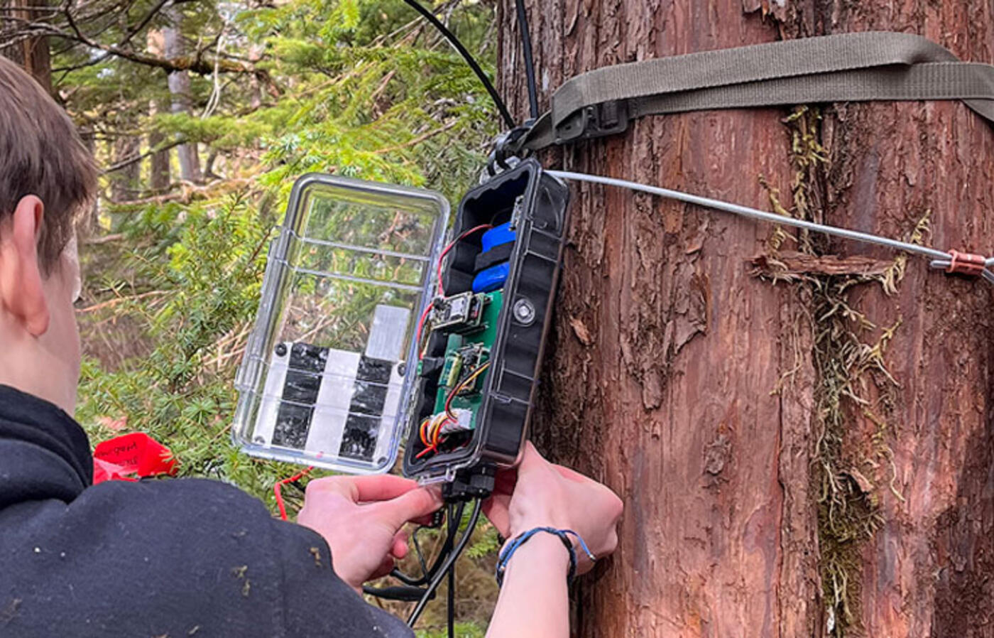 Two people secure an electronic sensor enclosure to a tree in a forest.
