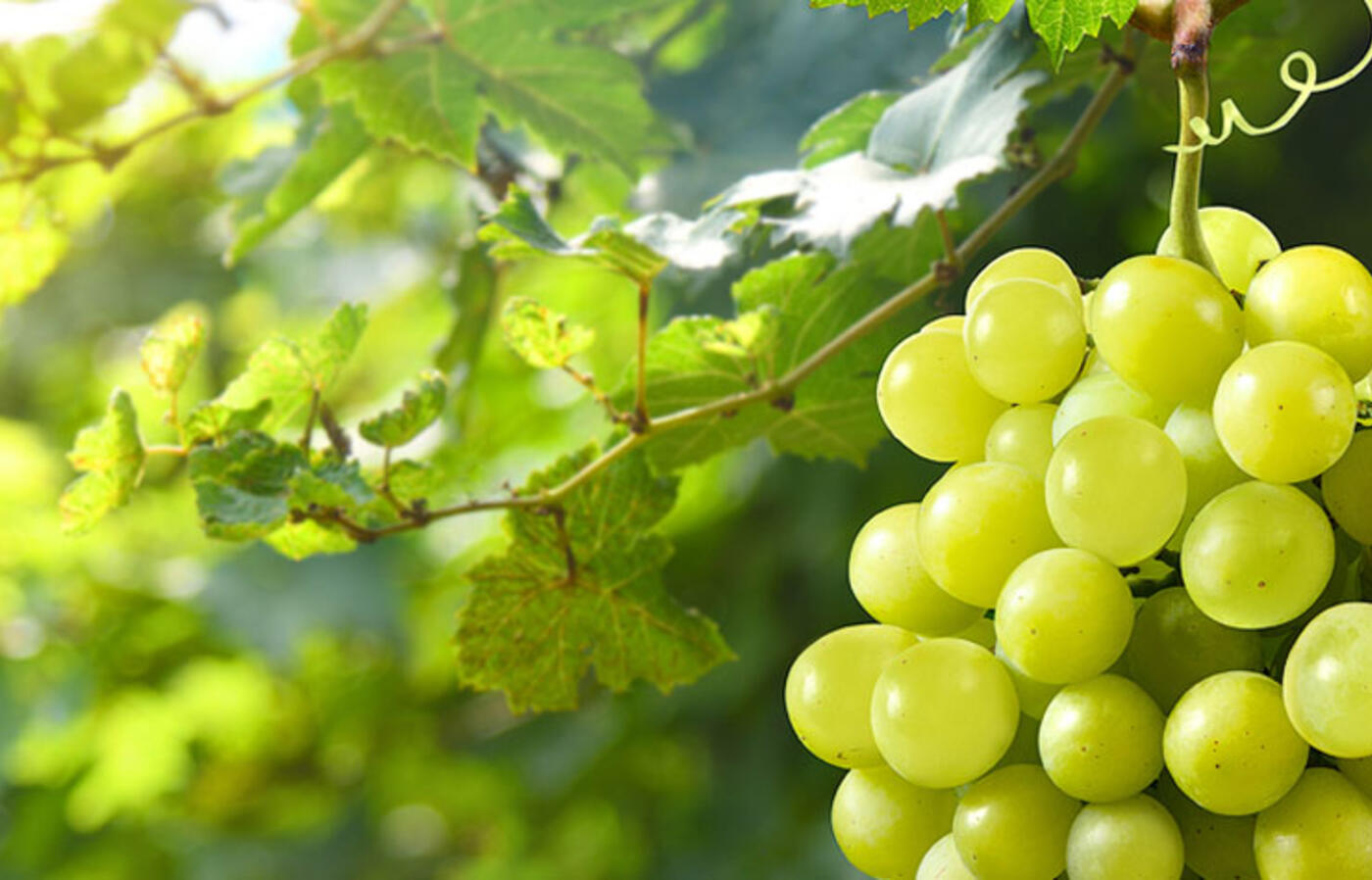A cluster of green grapes hangs on a vine in the sunlight with blurred green vegetation in the background.
