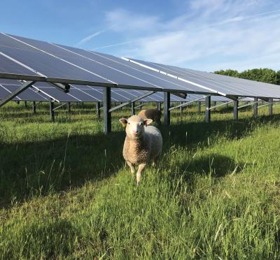 Sheep in front of solar panels.