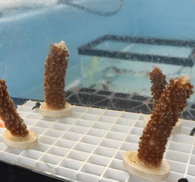 Coral ecosystem in a lab