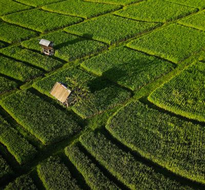 2 houses in a green crop field