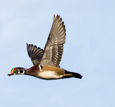 A bird flying in the sky.