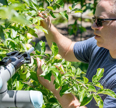 A researcher examining some fruit.