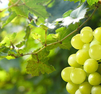 A cluster of green grapes hangs on a vine in the sunlight with blurred green vegetation in the background.