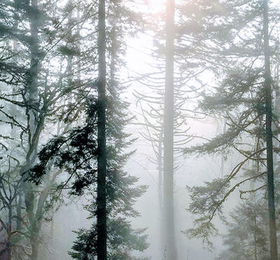 Light shining through the misty trees of the McDonald-Dunn Research Forest.