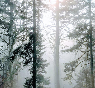 Light shining through the misty trees of the McDonald-Dunn Research Forest.