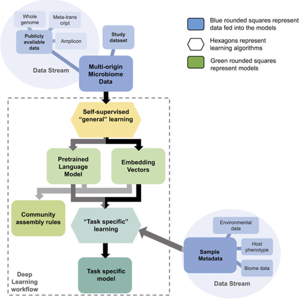 Flowchart depicting self-supervised learning in microbiome analysis with data sources, learning stages, and model development.