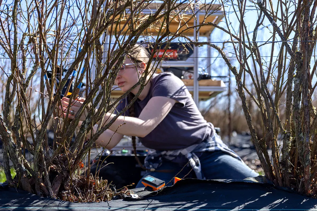 A person wearing jeans and a brown T-shirt sits on the ground between two leafless blueberry bushes, leaning toward a branch with a yellow device in their hands.