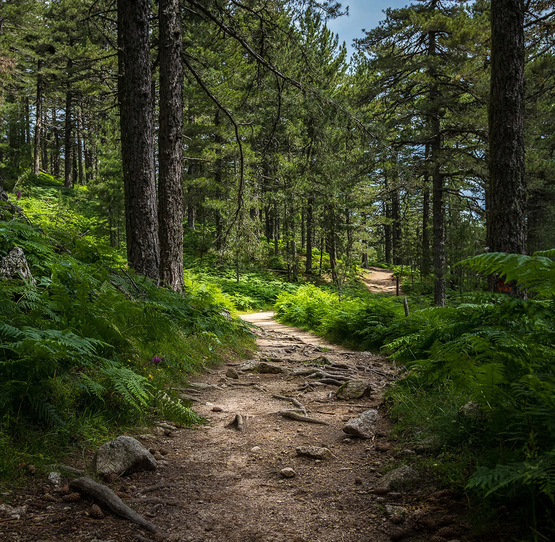 A trail in the woods surrounded by grass and trees.