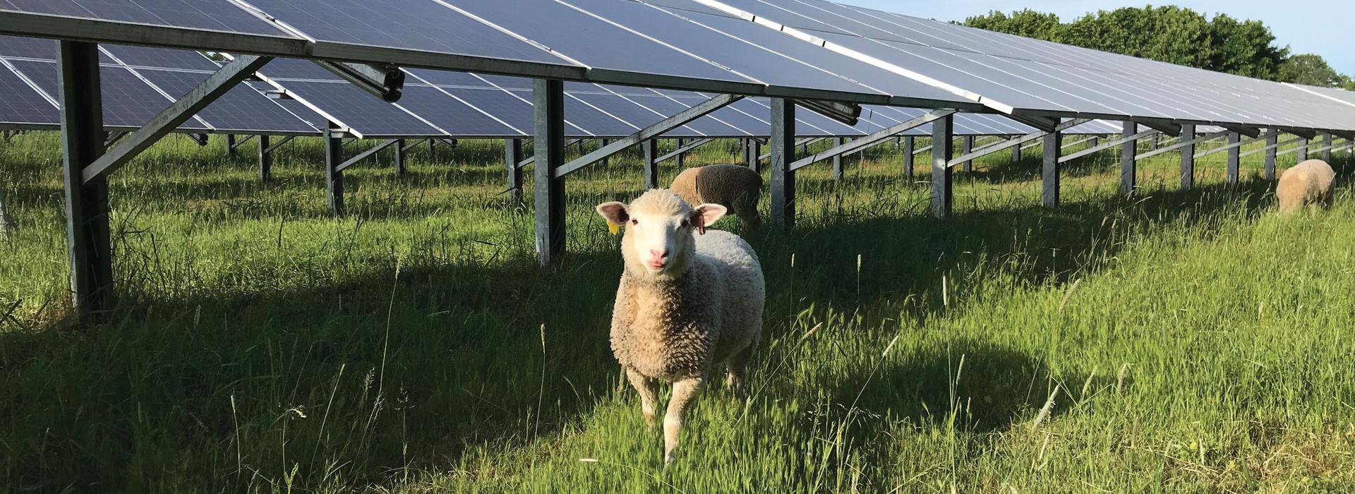 Sheep in front of solar panels.