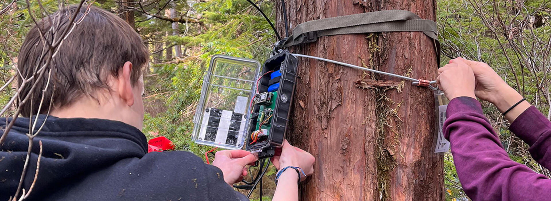 Two people secure an electronic sensor enclosure to a tree in a forest.