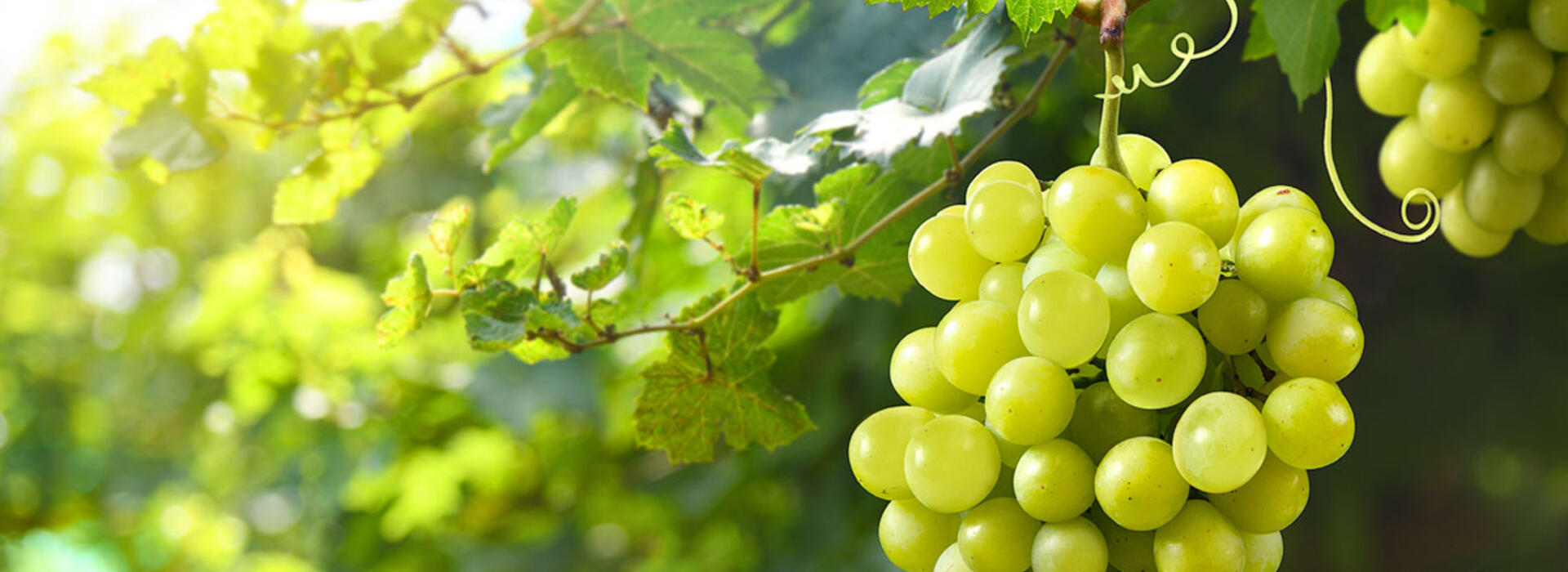 A cluster of green grapes hangs on a vine in the sunlight with blurred green vegetation in the background.