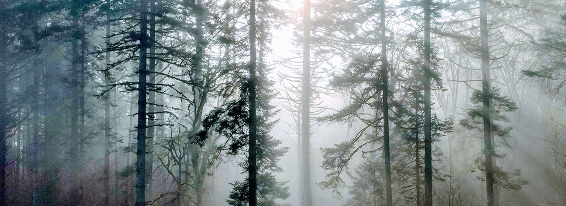 Light shining through the misty trees of the McDonald-Dunn Research Forest.