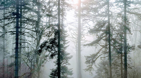 Light shining through the misty trees of the McDonald-Dunn Research Forest.