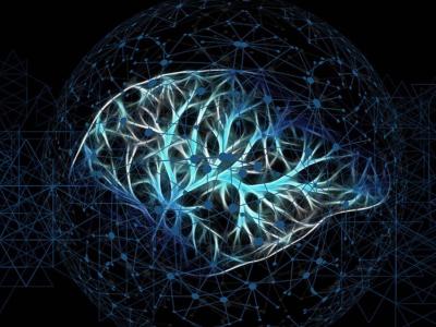 The structure of a brain.