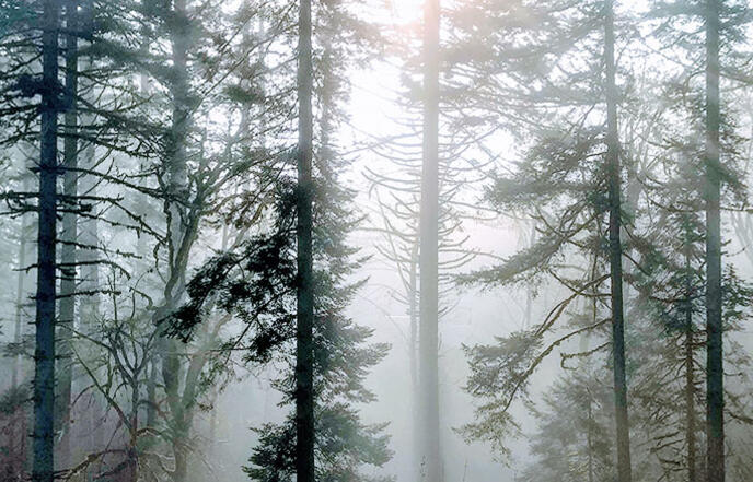 Light shining through the misty trees of the McDonald-Dunn Research Forest.